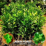 Bibit jeruk purut Tanaman jeruk purut Daun jeruk purut