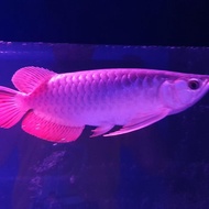 Arwana super red sumo 32cm