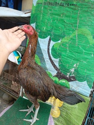 Biang ayam babon betina Ayam pama ori pukul mundur pitik ayam bulu batik bahan betina berkualitas te