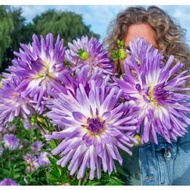 DINNERPLATE DAHLIA TUBER ID MINGUS RANDY