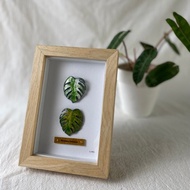 觀葉琺瑯相框_白斑與黃斑龜背芋