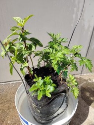 三種 1)艾草2) 九層塔3） 甜菊葉
(可食用