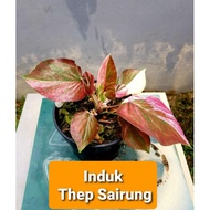 keladi thai rare @ Caladium THEP SAIRUNG