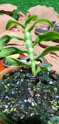 Combo 2 cây Hoa phong lan phi điệp 5ct phú thọ cam kết chất lượng