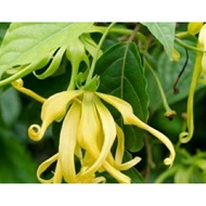 POKOK RARE KENANGA DESMOS (Cananga Odorata) DLM POLIBEG