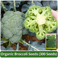 High Yield Broccoli Seeds for Planting (High Germination - 300 Seed) Legit Fresh Organic Broccoli Mi