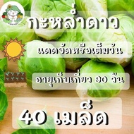 เมล็ดพันธุ์ รวม ชุด ผัก&amp;เครื่องเทศ ปลูกง่าย ไม่กลายพันธุ์ ไทม์/โรสแมรี่/คะน้าเคล/กะหล่ำดาว/หน่อไม้ฝรั่ง ขายดี พร้อมส่ง ราคาถูก นำเข้า