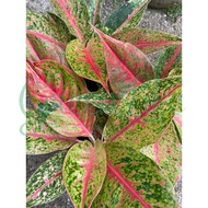 Aglaonema Golden Fluorite. 广东万年青. [LIVE PLANT]