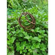 Agarwood Bracelet 216 Beads - Beads Chain - Natural Agarwood - Size 4 Cups,6ly,7ly,8ly