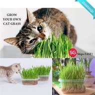 (SG) Natural Cat Grass Hairball Control Fast Growing Wheat Organic DIY KIT