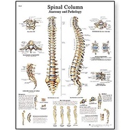 Glossy Paper Spinal Column Anatomical Chart Poster