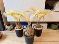 白錦蘇鐵 ‼️ 家居 鐵樹 多肉 塊根 龍舌蘭 龜甲龍 植物