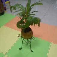 bonsai kelapa dalam pasu