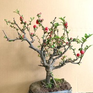 Blooming Begonia Flower Potted Begonia Tree Seedling Variegated Four Seasons Begonia Bonsai Indoor a