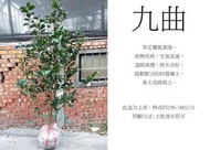 心栽花坊-九曲/土球/茶花/茶花品種/茶花苗/售價2000特價1500