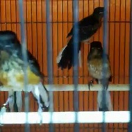 Murai Trotol Jantan Burung Murai Batu Medan Trotolan Jantan Non Cod