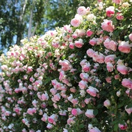 Rose flower seed climbing vine rose flower seed four seasons sowing flowering climbing plant landscape