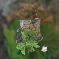 手作鹿角蕨- 迷你亞洲猴腦鹿角蕨