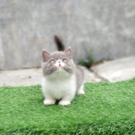 kucing munchkin minuet betina 3,5 bulan keren abizz