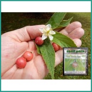 ▧  ❥ Kerson Fruit Seeds Mansanitas ( Approx 100 seeds )