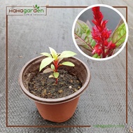 Anak Pokok Celosia Cockscomb Red/ Pokok Bunga Balung Ayam Merah (LIVE PLANT)