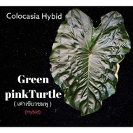 COLOCASIA GREEN PINK TURTLE