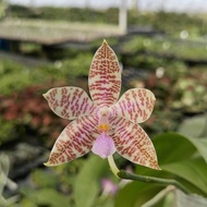 [ Fragrant ] Phalaenopsis hieroglyphica | Species Orchid | Seedlings