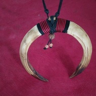 Sepasang taring babi | sepasang kalung taring babi