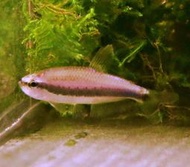 【成崧水族】藍國王燈魚 燈科 藍國王燈 國王燈 小型魚 熱帶魚