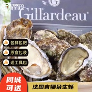 沢素湾 吉娜朵生蚝 Gillardeau法国刺身级生蚝 空运鲜活即食生蚝牡蛎礼盒装 大号(每只120g及以上) 12只家庭装