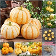 (10pcs Seeds/pack) Japanese Pumpkin Seeds High-yield Sweet Glutinous Mini Chestnut Pumpkin Seeds Veg