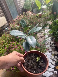 福木苗5吋。圓藝植物/綠色植栽。實物拍攝。高15公分 可超商取貨