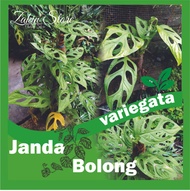 tanaman janda bolong Hijau varigata lokal- monstera janda Bolong