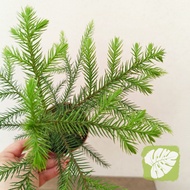 Araucaria Cunninghamii 南洋杉 IOB