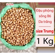 LIVE PEANUTS B6 - WHITE LEATHER - MEDIUM SIZE - 1KG BAG
