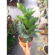Fiddle Leaf fig(ketapang)