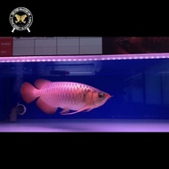 Ikan arwana super red 47Cm