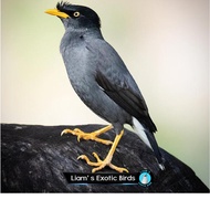 Burung Jalak Kebo Mata Kuning