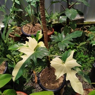 tanaman hias Philodendron Golden Dragon Variegata mewah 70 AB