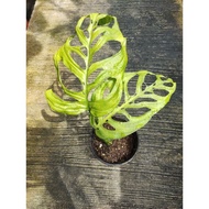 Monstera esqueleto Real plant