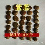 Sg Multi-Flower Vine Dill Wisteria Seed Wisteria Vine Courtyard Climbing Vine Plant