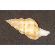 LATIRUS PEARSONI. Lovely Shell.