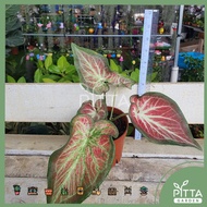 Caladium Super Daging Mix Plant Indoor Outdoor Leafy Plant |LIVE PLANT (PTP0393)