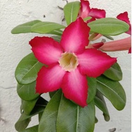 Anak Pokok Adenium / Bunga Kemboja / 富贵花