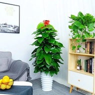 Large Office Column Potted Greening Green Plant Large Leaf Green Dill Indoor Green Dill Flower Wood 