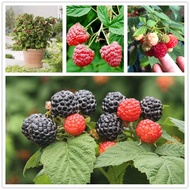 Malaysia Biji Buah (High Quality) Raspberry Fruit Seeds Fruit Tree Seeds Potted Planting Seasons Fru