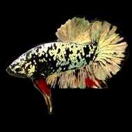 IKAN CUPANG COOPER GOLD LINE AVATAR GOLD TOP GRADE EFER654564E