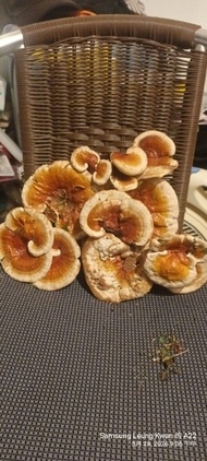 新鮮野生靈芝