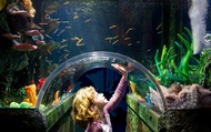 บัตรเข้าชมพิพิธภัณฑ์สัตว์น้ำซีไลฟ์ เมลเบิร์น (SEA LIFE Melbourne Aquarium)