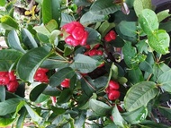 CÂY GIỐNG MẬN HOÀNG YẾN. [ GHN Express ]